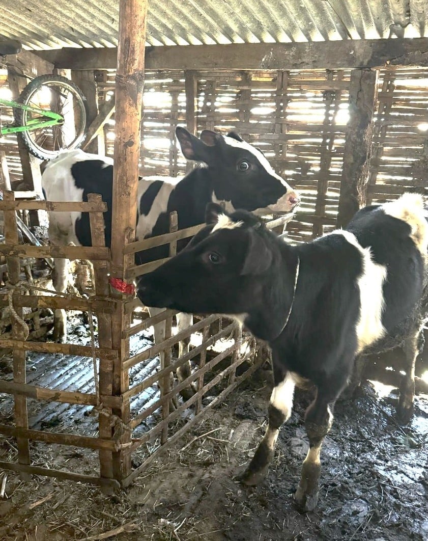 Indonesia cows